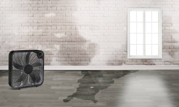 Reliable Le Roy, IL Water damage restoration Solutions